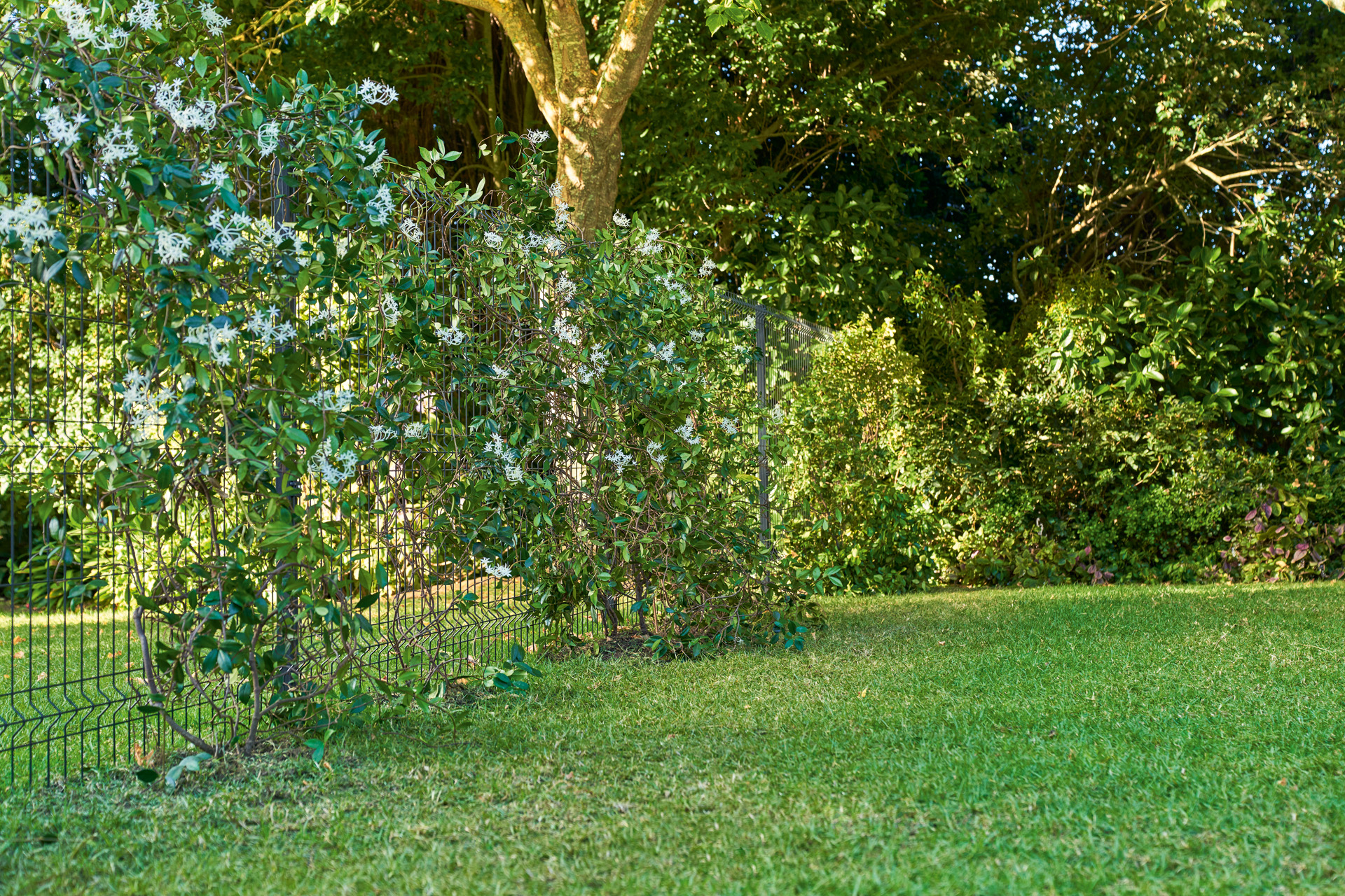 Parcela de jardín con una valla con plantas de ocultación